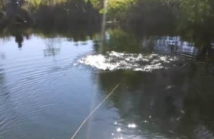 El submarino en el cuerpo de agua donde tomo lecturas de la profundidad, que se estimo en metro y medio de profundidad y con un hábitat compuesto de algunos peces que se pudieron observar en la consola del operador gracias a las cámaras instaladas en el robot.
